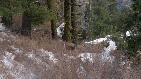 Deer running away after noticing humans during hunting season. Видео 234581684
