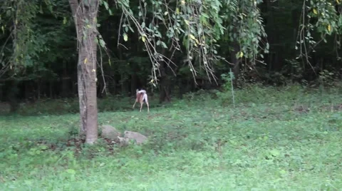 Deer running away Stock Footage 41737834