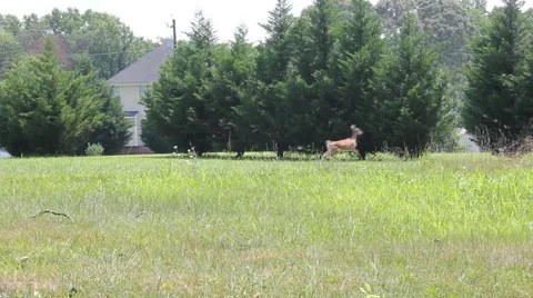 Deer running behind a cluster of trees in a neighborhood Stock Footage 53200715