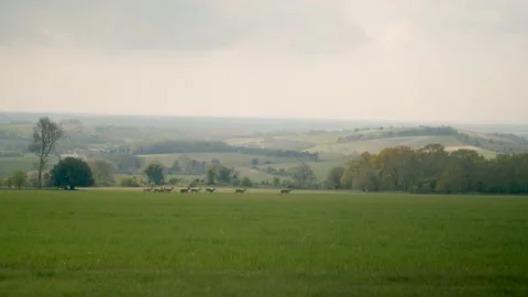 Deer running in countryside Stock Footage 153427353