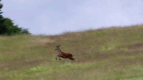 A deer is running down a grassy slope. Stock Footage 343942723