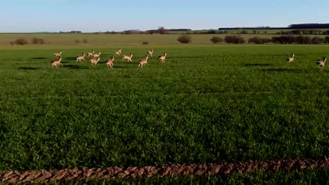 Deer running in the field drone view Stock Footage 196821343