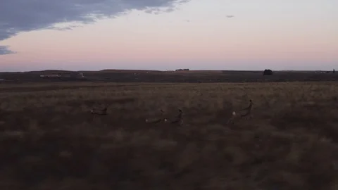 Deer running in field Stock Footage 126203878