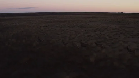 Deer running in field Video stock 126203879