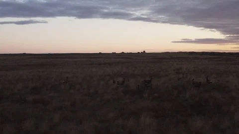 Deer running in field Stock Footage 126203887
