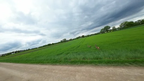 Deer running in the Field Stock Footage 279065713