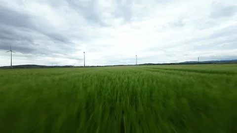 Deer running in the Field Stock Footage 279065746