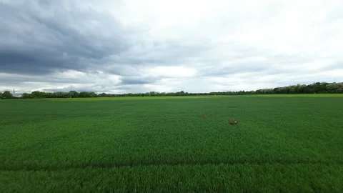 Deer running in the Field Stock-Footage 279065769