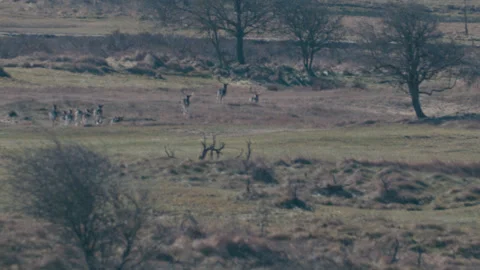 Deer running Stock Footage 332229341