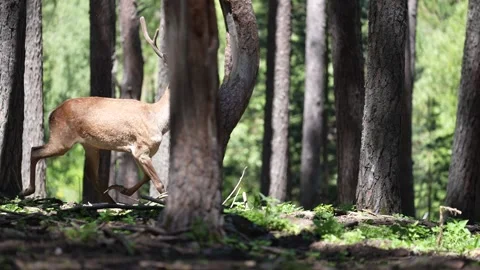 Deer running in forest farm 2 Stock Footage 293992133