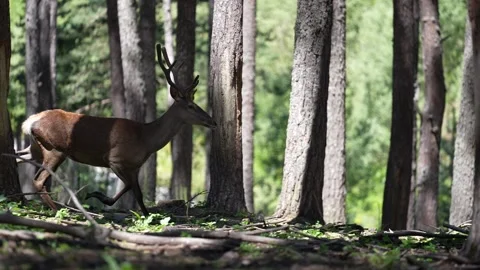 Deer running in forest farm 3 Stock Footage 293992114