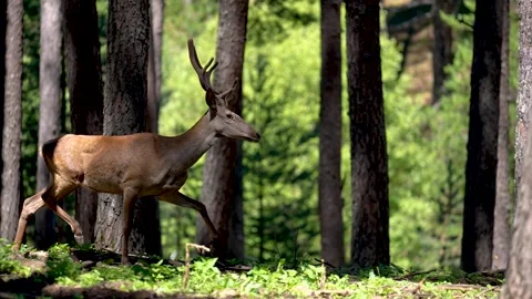 Deer running in forest farm Stock Footage 293992146