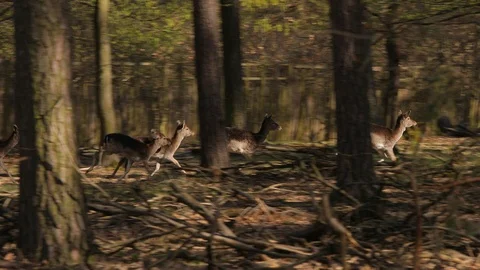 Tucker: Politizirano gender ludilo u Americi uništava mlade - Page 6 Deer-running-forest-footage-088672718_iconl