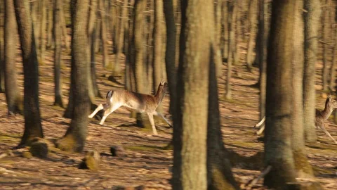 Deer running in the forest Stock Footage 90467168