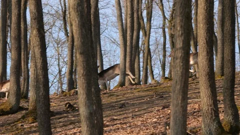 Deer running in the forest Stock Footage 102750725