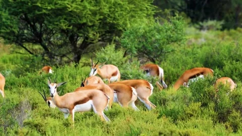 Deer Running in Forest Stock Footage 323142497