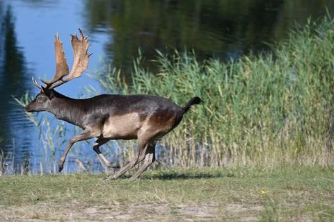A deer running in the forest with nice sunshine Stock Photos