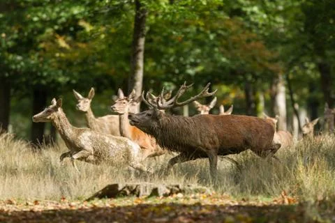 A deer running in the forest Stock Photos