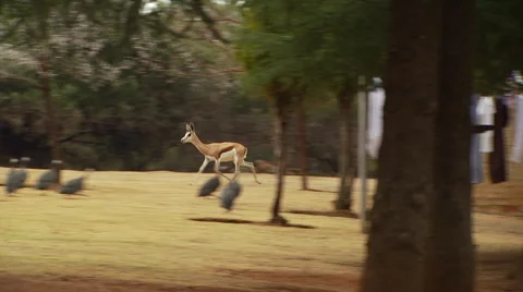 Deer running in grassland Stock Footage 54591152