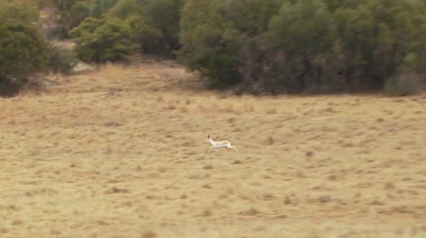 Deer running in grassland of ranch Stock Footage 54590737