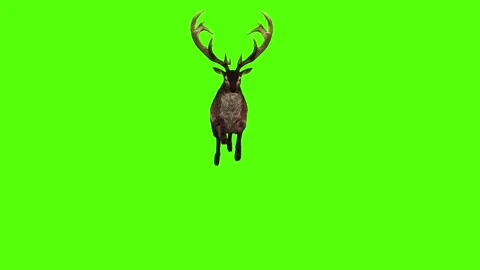 Deer Running Green Screen Animation 4K Rendering Stock Footage 295212802