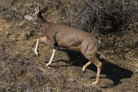 Deer running up a hill Stock Photos