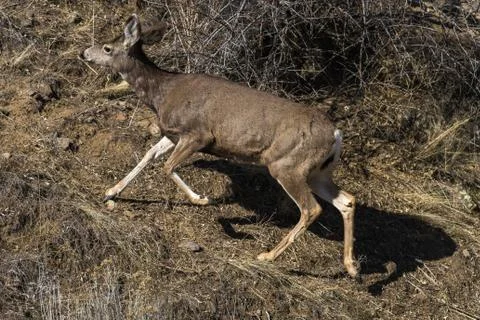 Deer running up a hill Stock Photos