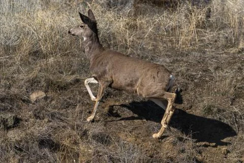 Deer running up a hill Stock Photos