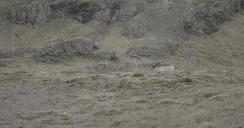 Deer running in the mountainous region Stock Footage 69740285