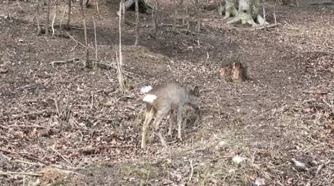 Deer running in the mountains Stock Footage