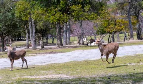 Deer running in Nara Park, adding a brochure Fotos de archivo
