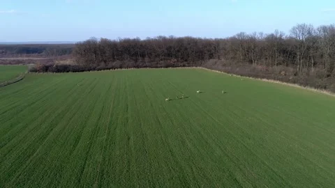 Deer Running Open Field Morning Drone Aerial SHot Stockbeeldmateriaal 139716374