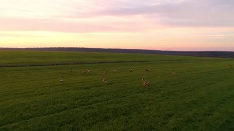 Deer Running Open Field Morning Drone Aerial SHot Stock Footage 139717103