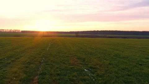 Deer Running Open Field Morning Drone Aerial SHot Stock Footage 139717249