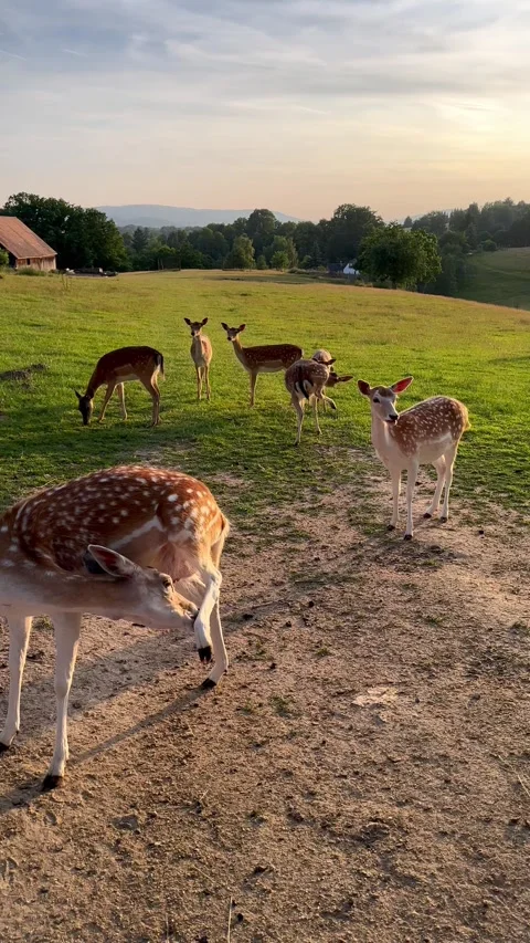 Deer running  playing freely in spacious enclosure on meadow during sunset. Stock Footage 343889771