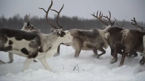 Deer running in slow motion Stock Footage 273705112