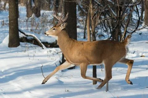 Deer running in the snow Stock Photos