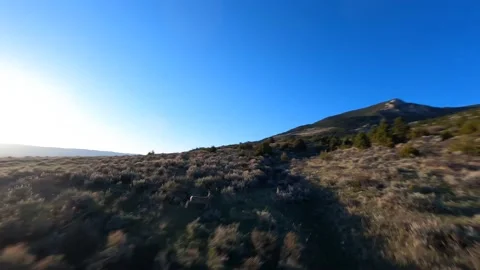 Deer running though sage brush field aerial shot rocky mountain wildlife fpv Stock Footage 156358689