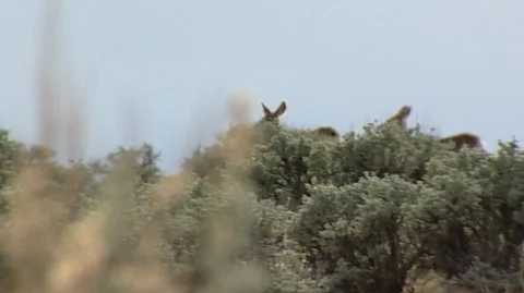 Deer Running Through Brush in Utah Stock Footage 93056905