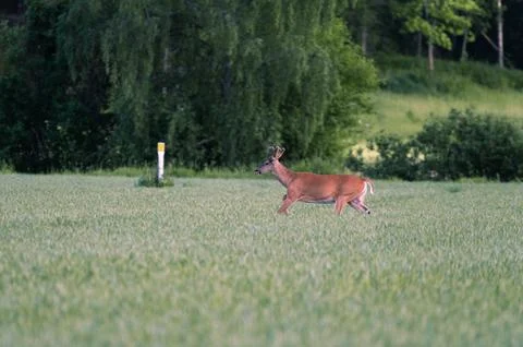 Deer running through the field Stock Photos