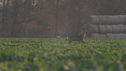 Deer Running Through The Field Slow Motion Stock Footage 140549265