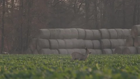 Deer Running Through The Field Slow Motion Stock Footage 140553331