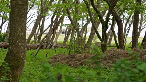 Deer Running Through Forest with Ocean in Background – Cinematic Slow Motion Stock Footage 310517466