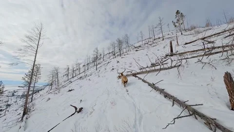 Deer running through the forest in winter, flying with fpv drone Stock Footage 222772077