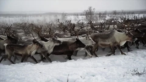 Deer running through a snowy forest in winter Yamal Stock Footage 273705192