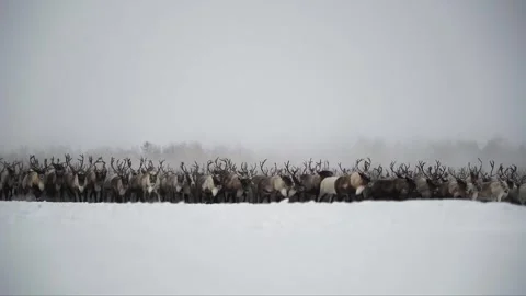 Deer running through a snowy forest in winter Stock Footage 273705571