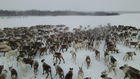 Deer running through a snowy forest in winter, drone shot Stock Footage 275338637