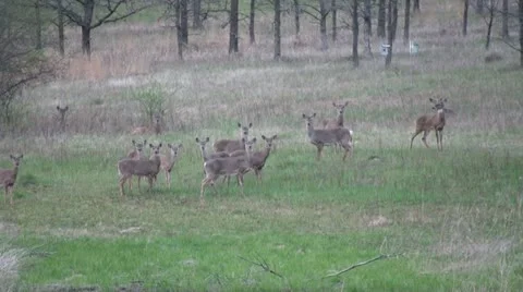Deer Running Through Woods Stock Footage 10869110