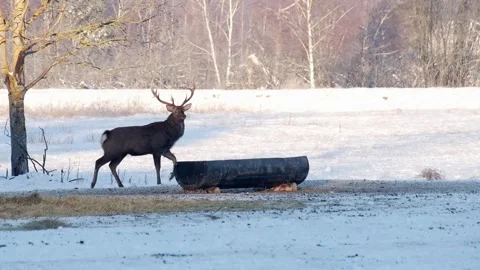 A deer is running in the winter forest. Stock Footage 235282980