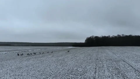 Deer Running Winter Time on a Field Migrating Drone Aerial Shot Stock Footage 139716582